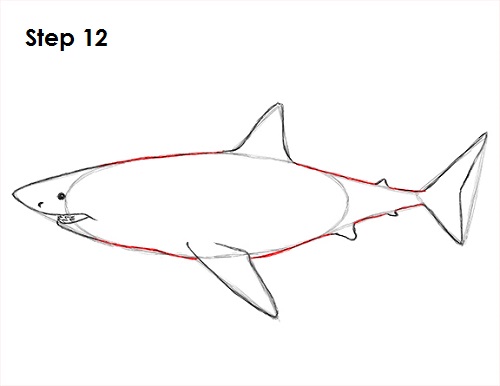 Draw Great White Shark 12