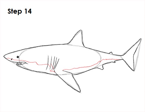 Draw Great White Shark 14