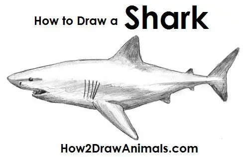 realistic shark drawing