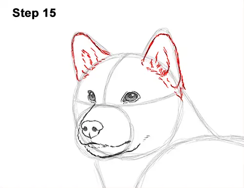 How To Draw A Dog Shiba Inu Video Step By Step Pictures