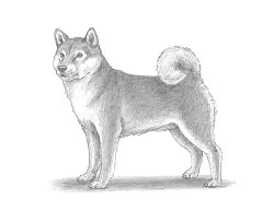 How to Draw a Shiba Inu Puppy Dog Side