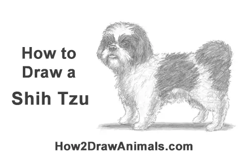 How to Draw a Cute Shih Tzu Puppy Dog