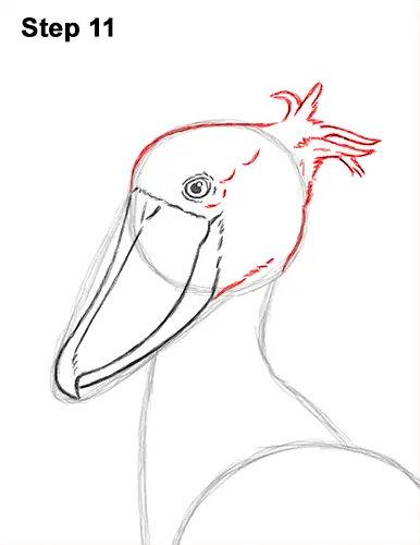 How to Draw a Shoebill Whale-headed Stork Bird 11