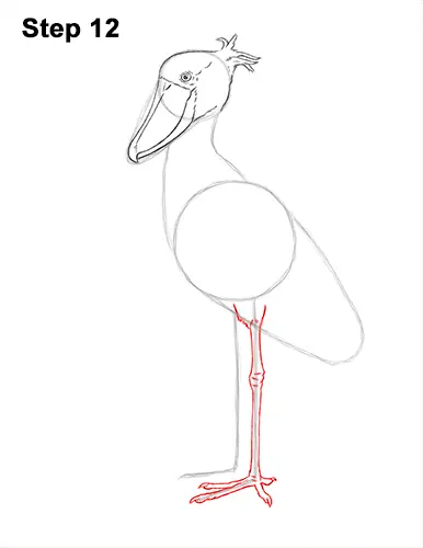 How to Draw a Shoebill Whale-headed Stork Bird 12