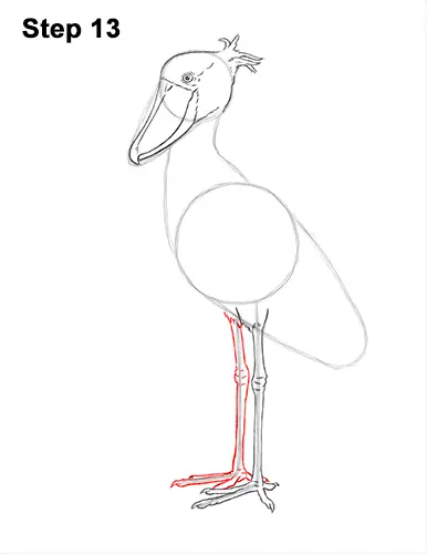 How to Draw a Shoebill Whale-headed Stork Bird 13