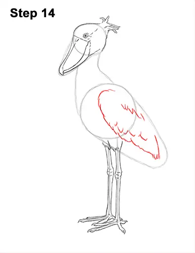 How to Draw a Shoebill Whale-headed Stork Bird 14