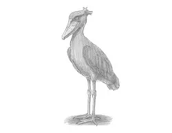 How to Draw a Shoebill Whalehead Stork