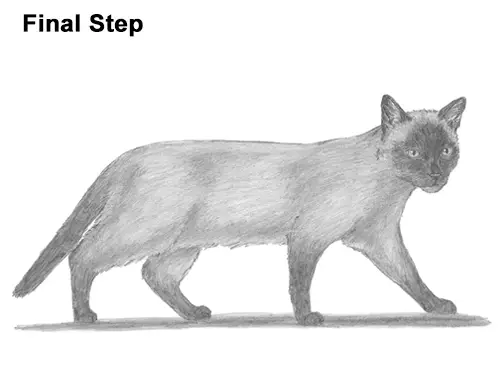 How to Draw a Siamese Cat