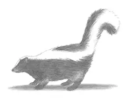 How to Draw a Striped Skunk