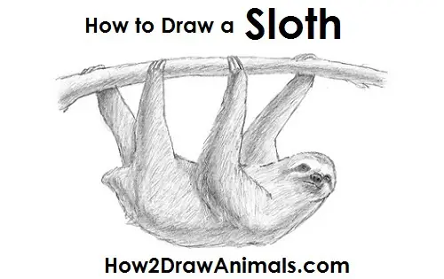 Draw Sloth