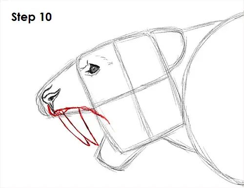 Draw Smilodon Saber-Tooth Tiger 10