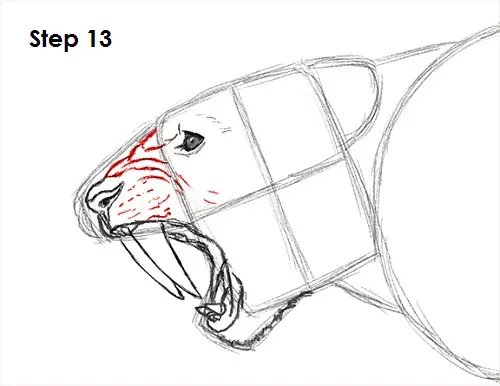 Draw Smilodon Saber-Tooth Tiger 13