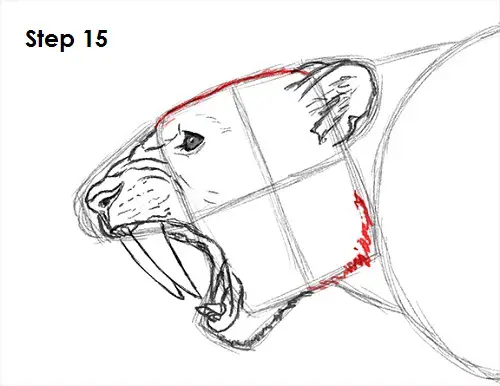 Draw Smilodon Saber-Tooth Tiger 15