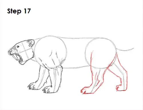 Draw Smilodon Saber-Tooth Tiger 17