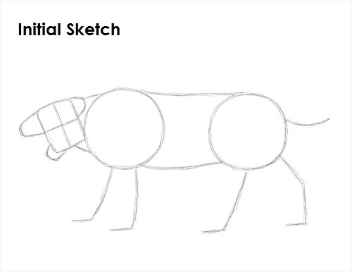 Draw Smilodon Saber-Tooth Tiger Sketch