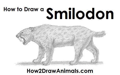 Draw a Smilodon