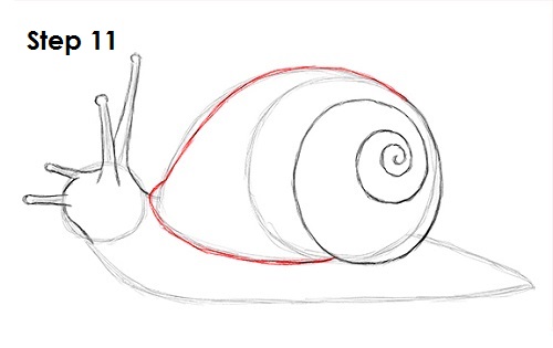 Draw Snail 11