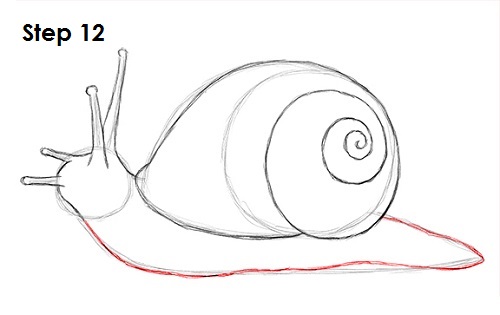 Draw Snail 12
