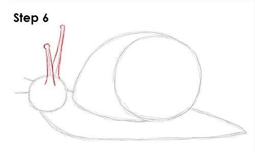 Draw Snail 6