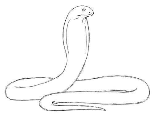 How to Draw a Snake (King Cobra) VIDEO & Step-by-Step Pictures