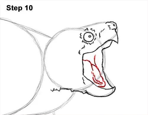 How to Draw Alligator Snapping Turtle Snapper 10