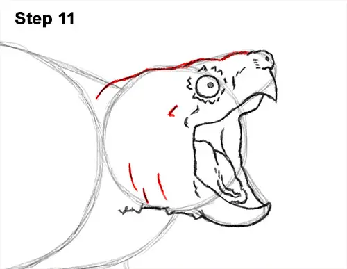 How to Draw Alligator Snapping Turtle Snapper 11