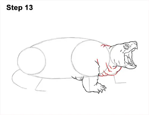 How to Draw Alligator Snapping Turtle Snapper 13