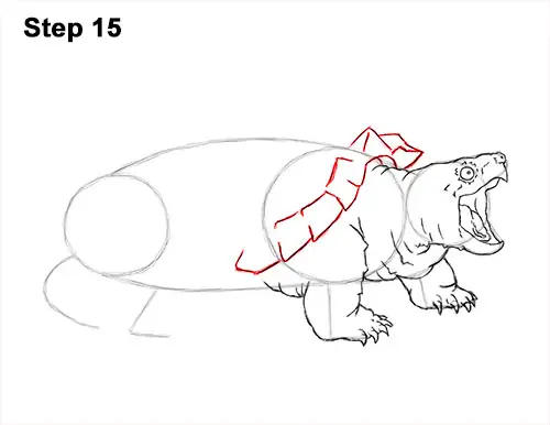 How to Draw Alligator Snapping Turtle Snapper 15