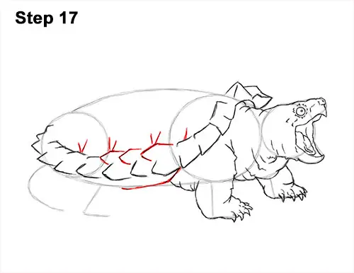 How to Draw Alligator Snapping Turtle Snapper 17