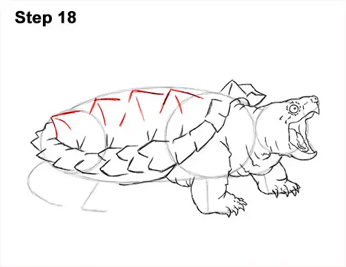 How to Draw Alligator Snapping Turtle Snapper 18