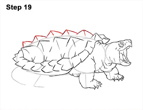 How to Draw Alligator Snapping Turtle Snapper 19