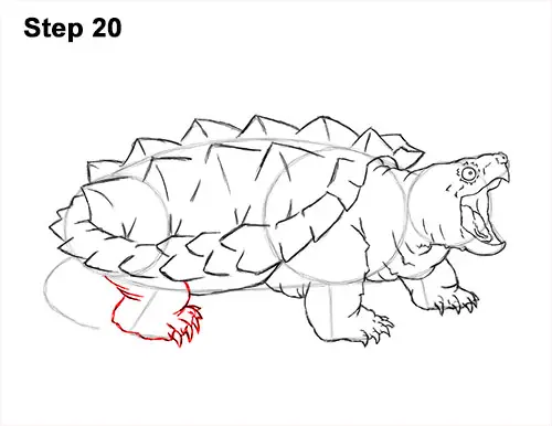 How to Draw Alligator Snapping Turtle Snapper 20