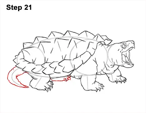 How to Draw Alligator Snapping Turtle Snapper 21