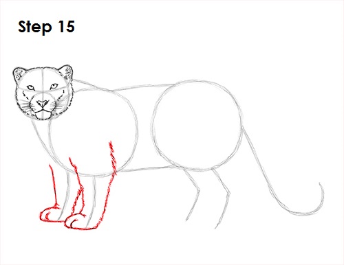 Draw Snow Leopard 15