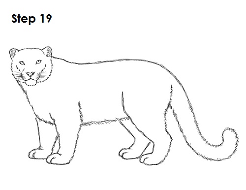 Draw Snow Leopard 19