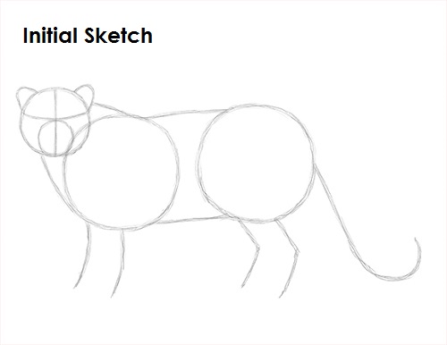 Draw Snow Leopard Sketch