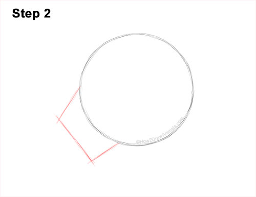 How to Draw a Snow Leopard Head Detail 2