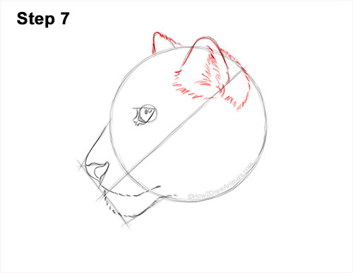 How to Draw a Snow Leopard Head Detail 7