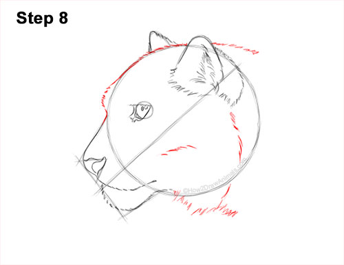 How to Draw a Snow Leopard Head Detail 8