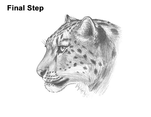 How to Draw a Snow Leopard Head Detail
