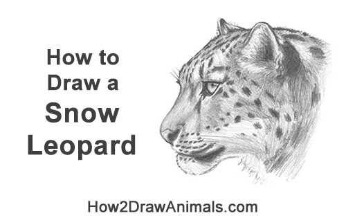 How to Draw a Snow Leopard Head Detail