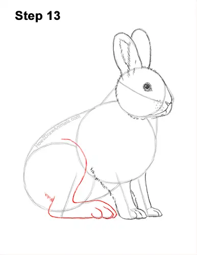 How to Draw a Snowshoe Hare VIDEO & Step-by-Step Pictures