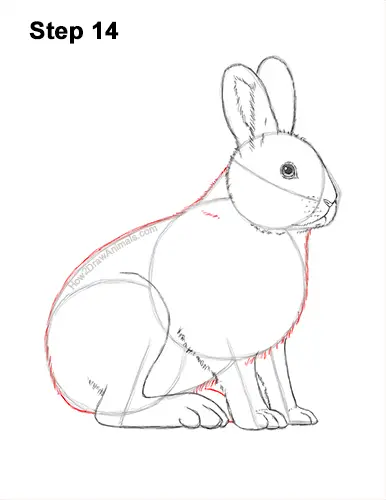 How to Draw a Snowshoe Hare VIDEO & Step-by-Step Pictures