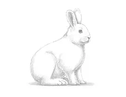 How to Draw a Snowshoe Hare Side View