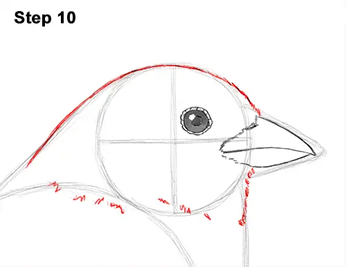 Draw House Sparrow Bird 10