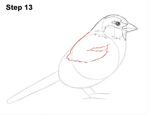 Draw House Sparrow Bird 13