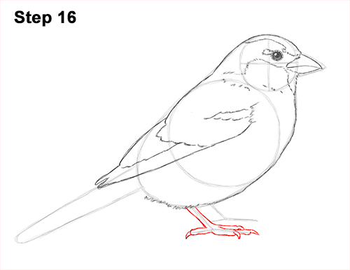 Draw House Sparrow Bird 16