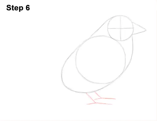 Draw House Sparrow Bird 6