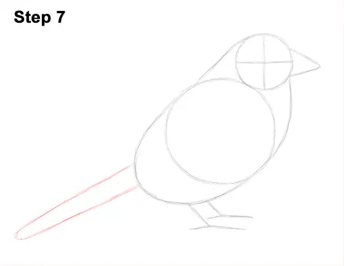 Draw House Sparrow Bird 7