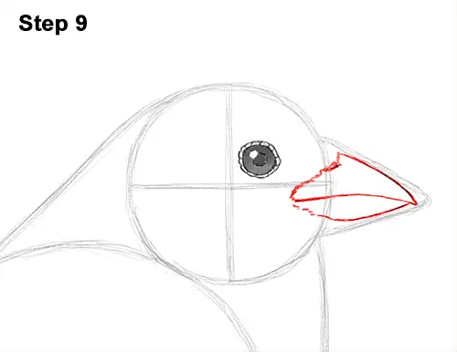 Draw House Sparrow Bird 9
